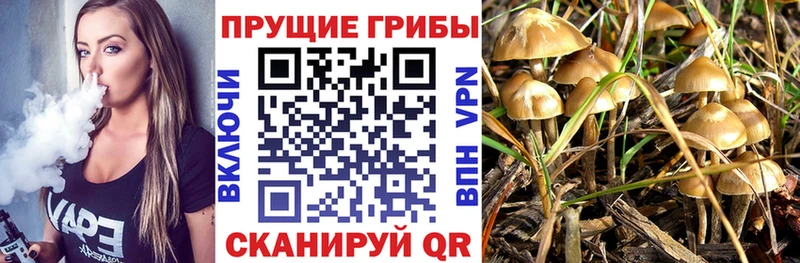 где найти Тарко-Сале Псилоцибиновые грибы прущие грибы